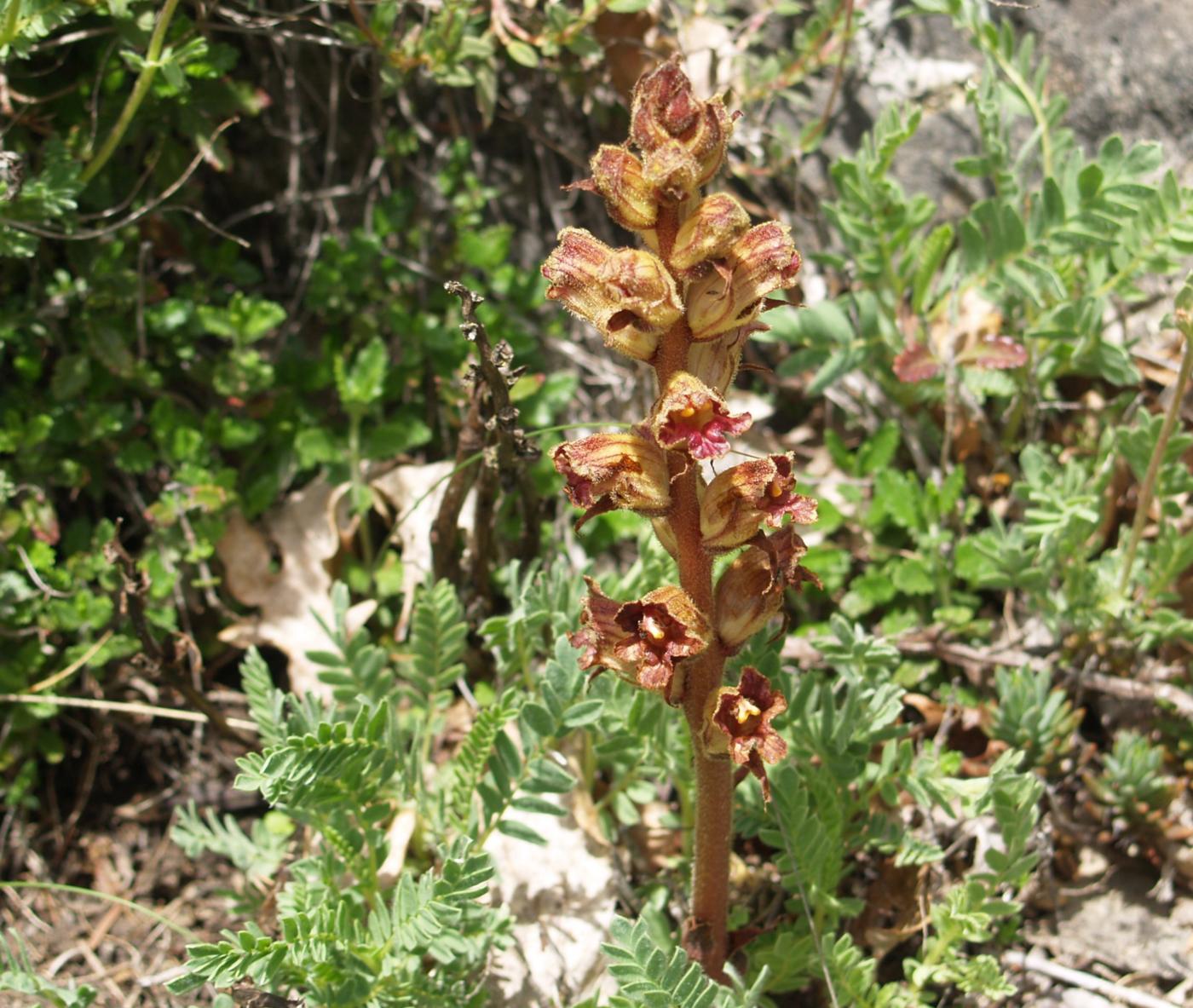 Broomrape, (graceful) plant